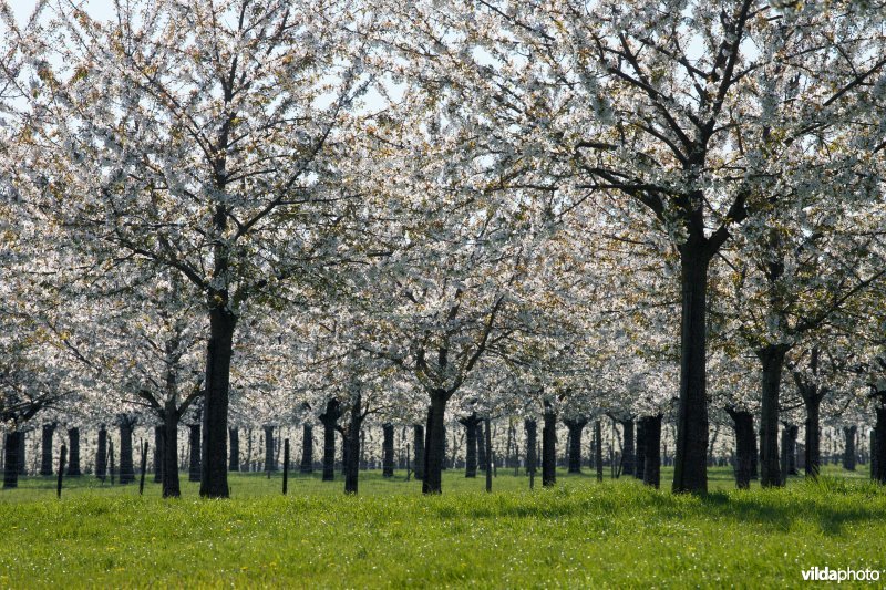 Kersenboomgaard