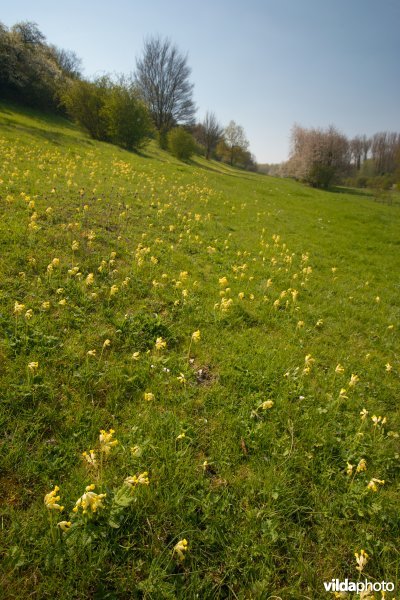 Kalkrijk schraal grasland