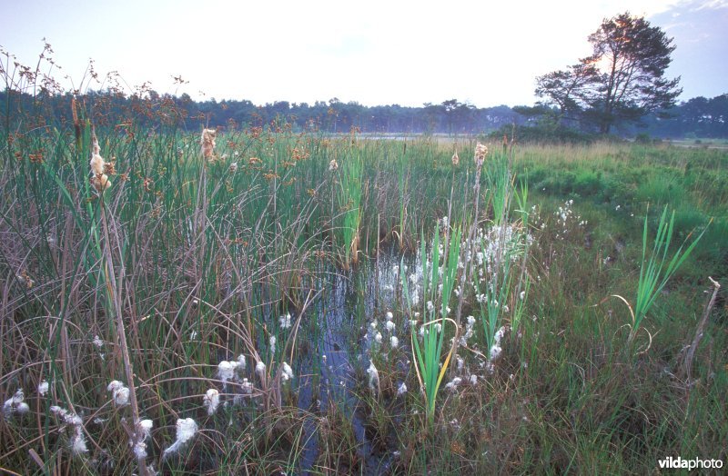 Natuurreservaat Buitengoor