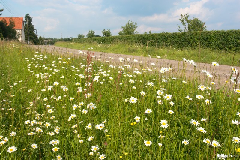 Bloemrijke wegberm