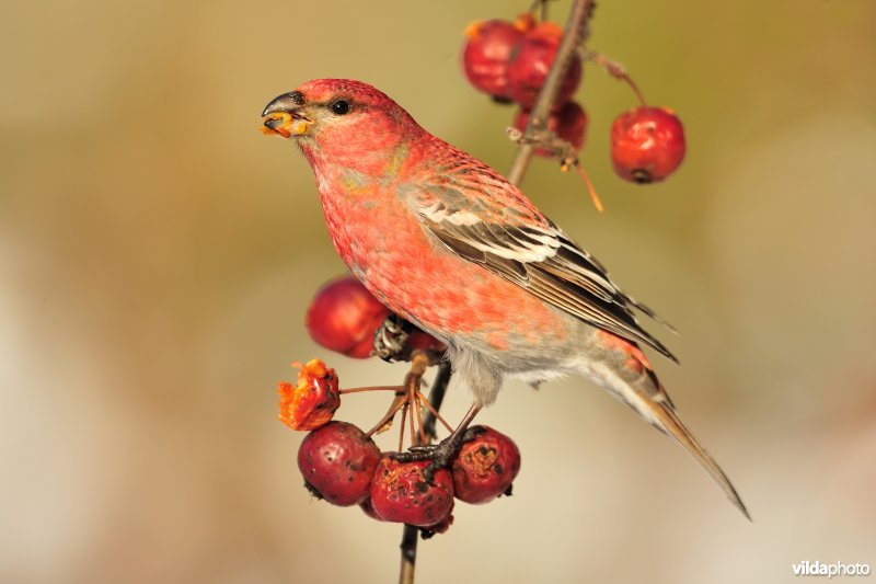 Mannetje Haakbek