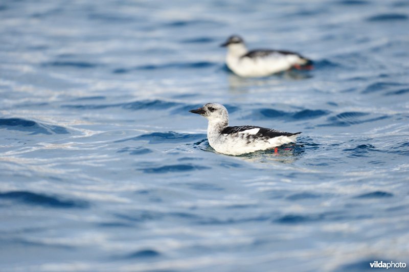 Zwarte Zeekoet in winterkleed