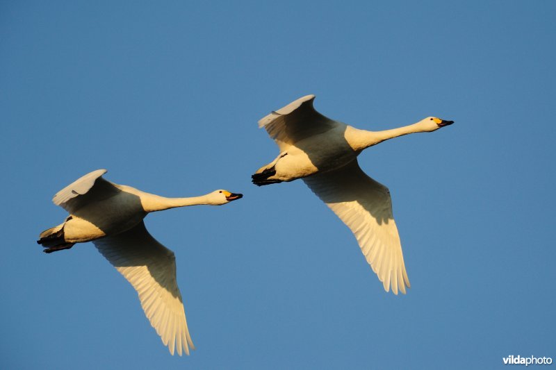 Kleine zwanen in vlucht