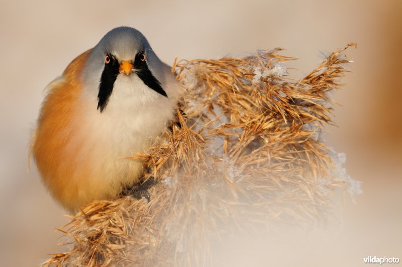 Baardmannetje in berijpte rietkraag