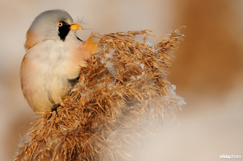 Baardmannetje in berijpte rietkraag