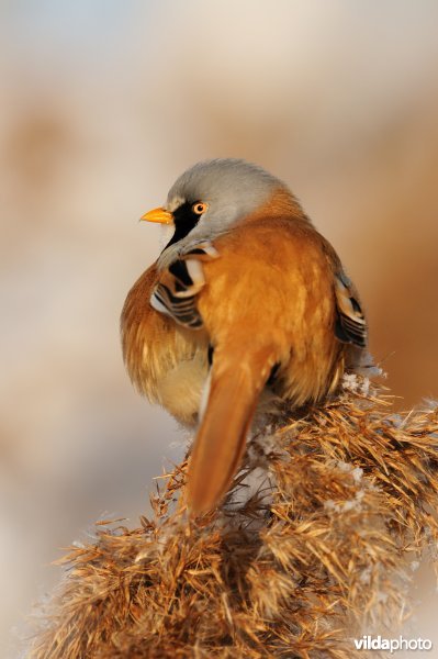 Baardmannetje in berijpte rietkraag