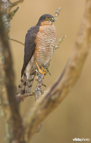 Mannetje Sperwer