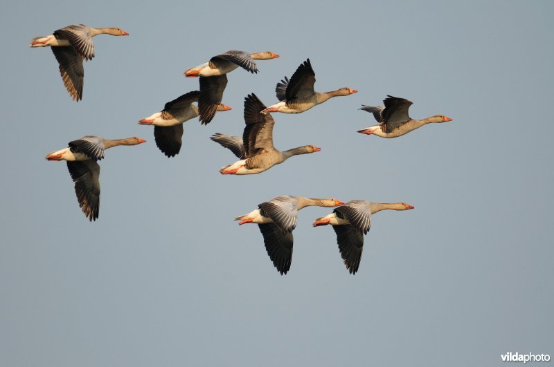 Grauwe ganzen in vlucht