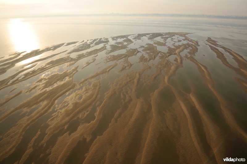 Zandbank in de Noordzee bij laag springtij