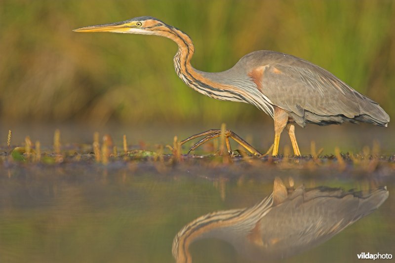 Purperreiger