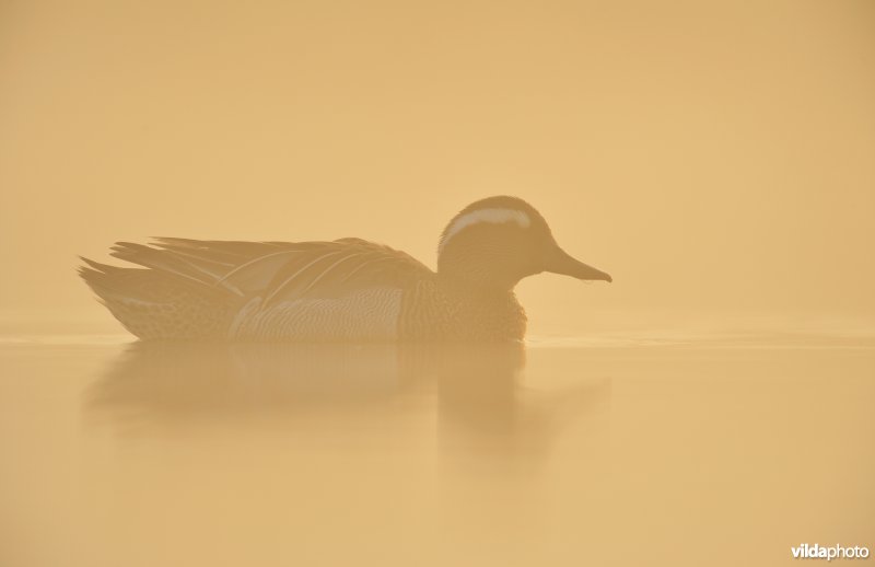 Mannetje Zomertaling in ochtendnevel