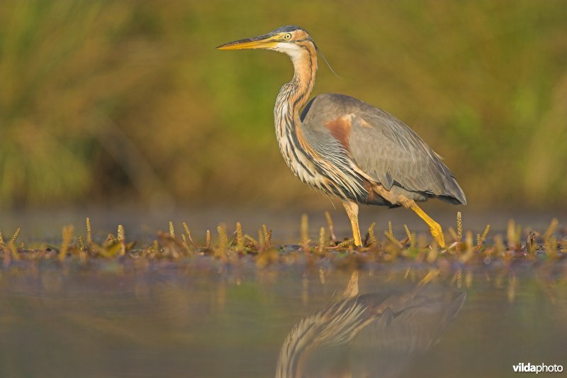 Purperreiger