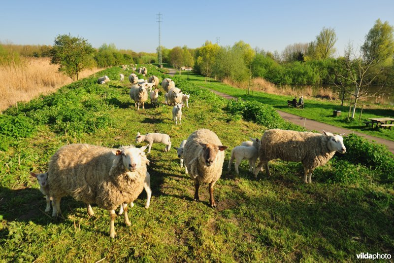 Dijkbegrazing langs de Durme