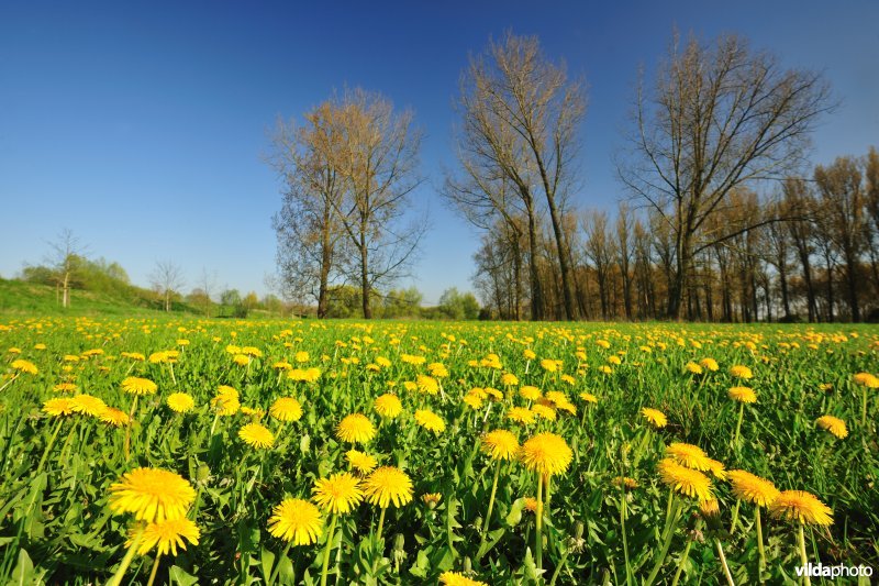 Weijmeerbroek