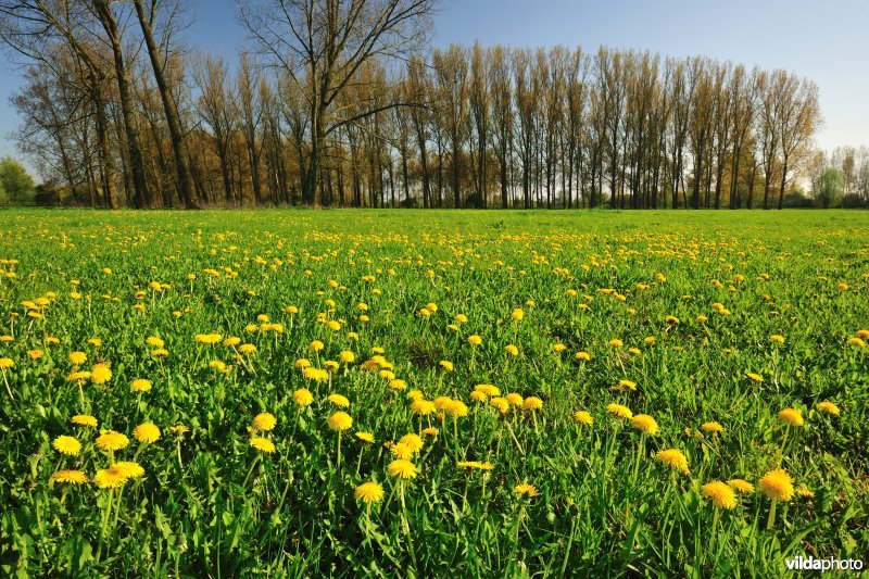 Weijmeerbroek