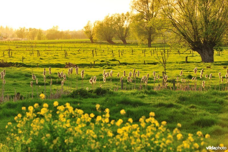 Laag-Vlaanderen