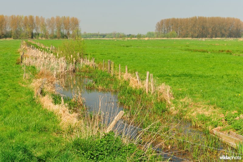 Belham in de Kalkense meersen