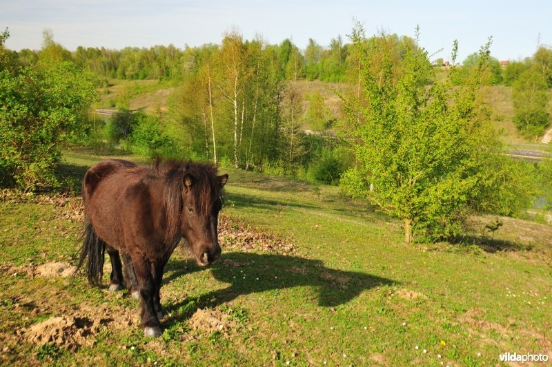 Begrazing op de kanaalbermen