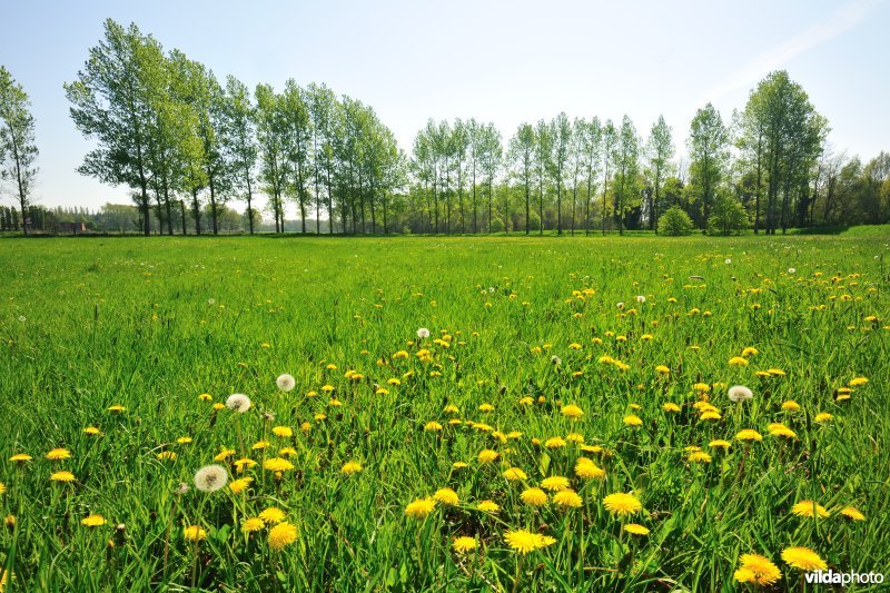 Hooilanden langs de Grote Nete