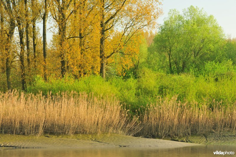 Zoetwaterschorren van de Durme