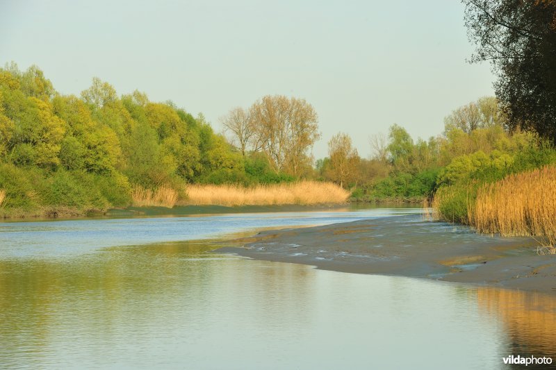 Zoetwaterschorren van de Durme