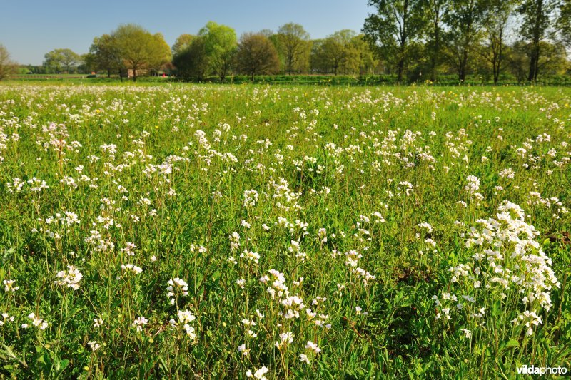 Hooilanden langs de Grote Nete