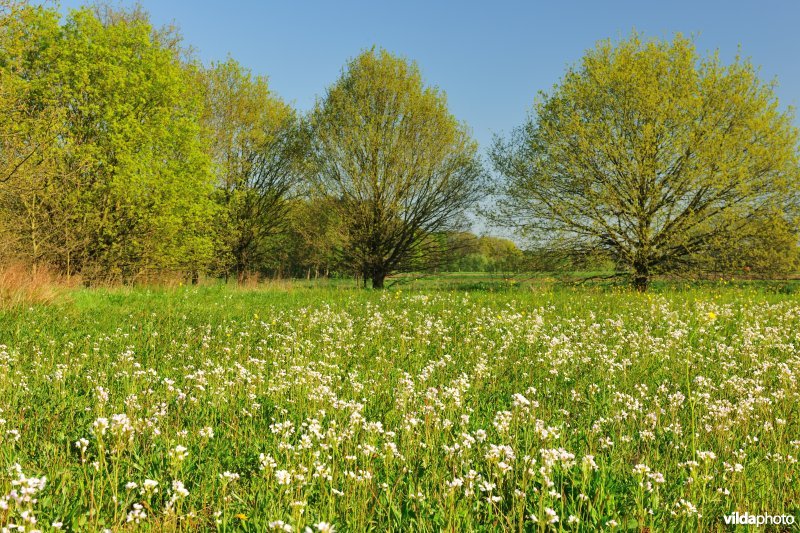 Hooilanden langs de Grote Nete