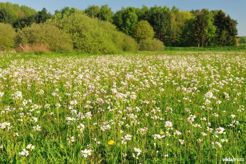 Hooilanden langs de Grote Nete