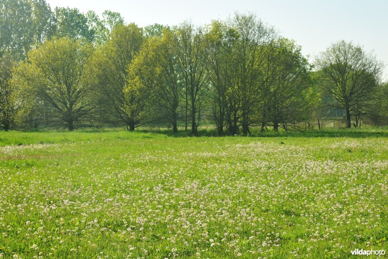 Hooilanden langs de Grote Nete