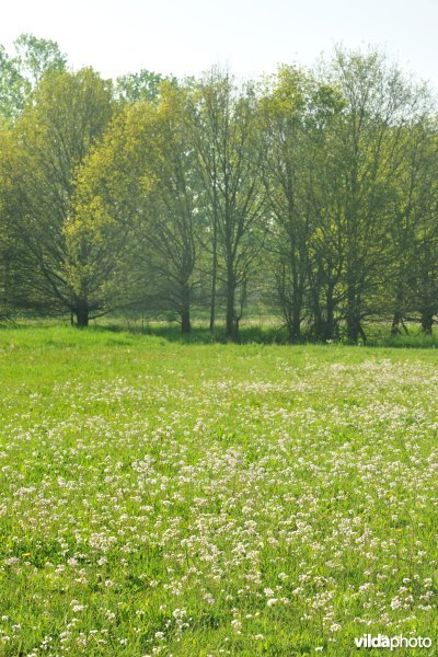 Hooilanden langs de Grote Nete