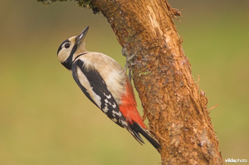Grote bonte specht