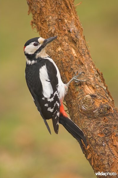Grote bonte specht