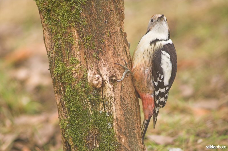 Middelste bonte specht