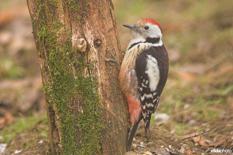 Middelste bonte specht