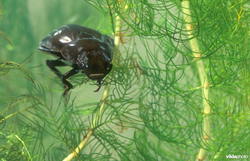 Grote spinnende watertor