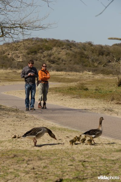 Toeristen kijken naar ganzen