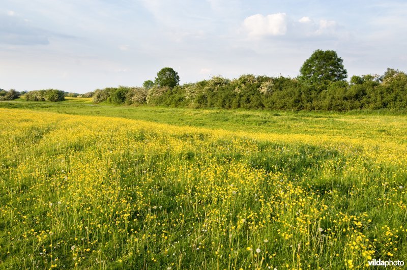 Landschap in de oude rivier uiterwaarden van Cortenoever