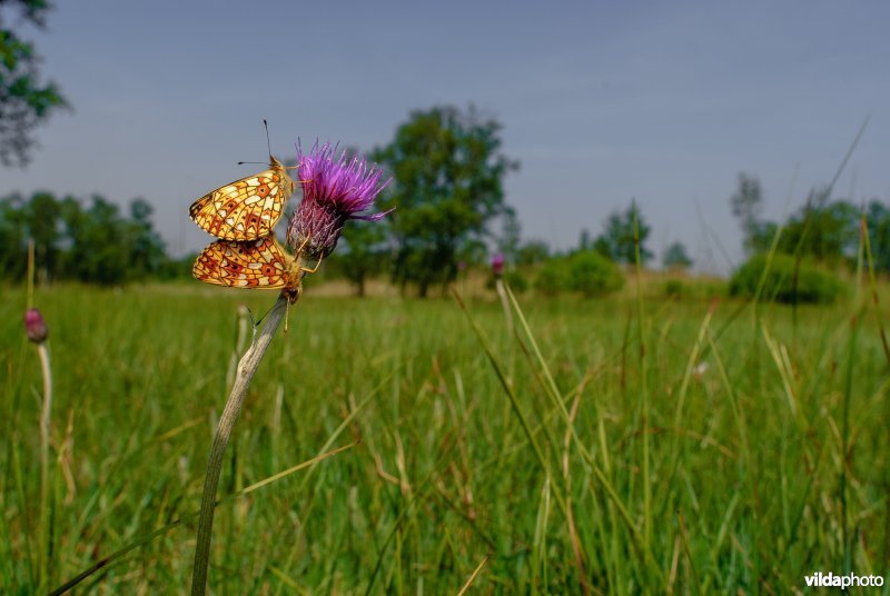 Zilveren maan op Spaanse ruiter