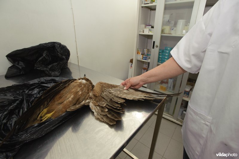 Arts onderzoekt geschoten vogel