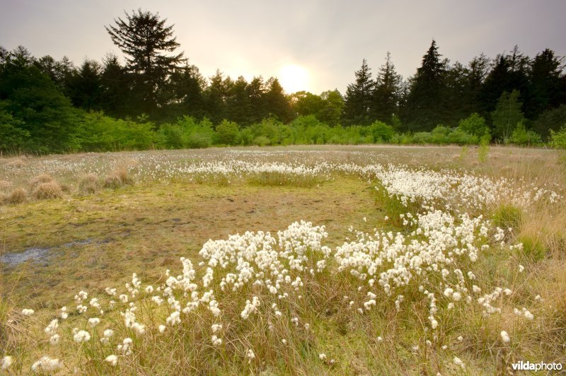 Veenpluis in veen bij Anloo