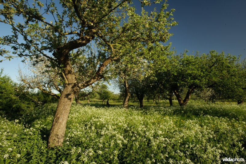 Oude boomgaard met hoogstam-fruitbomen