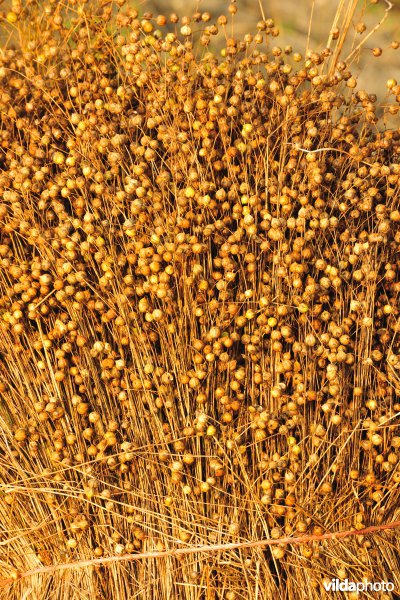 Vlaschaards of Vlaskapellen