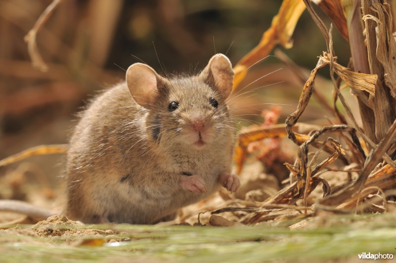 Algerijnse huismuis