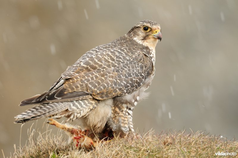 Vrouwtje Giervalk met geslagen Alpensneeuwhoen