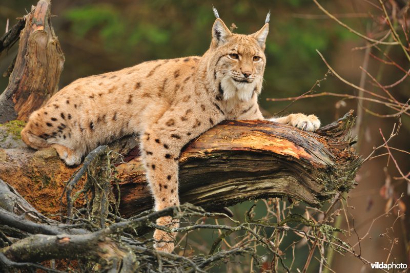 Rustende Lynx