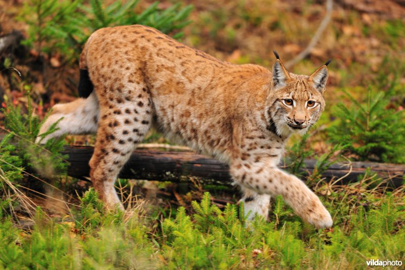 Lynx