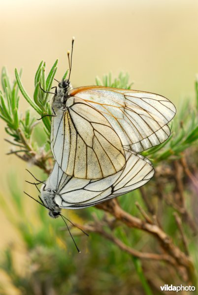 Groot geaderd witje