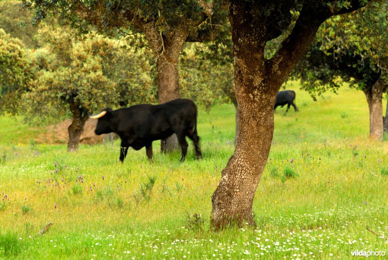 Stier in dehesa