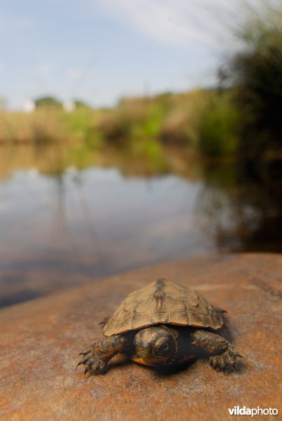Moorse beekschildpad