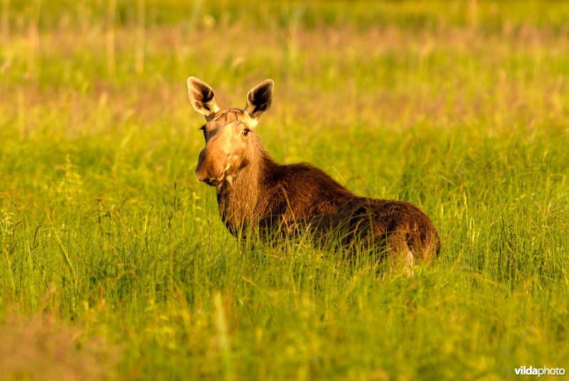 Eland in galigaanmoeras